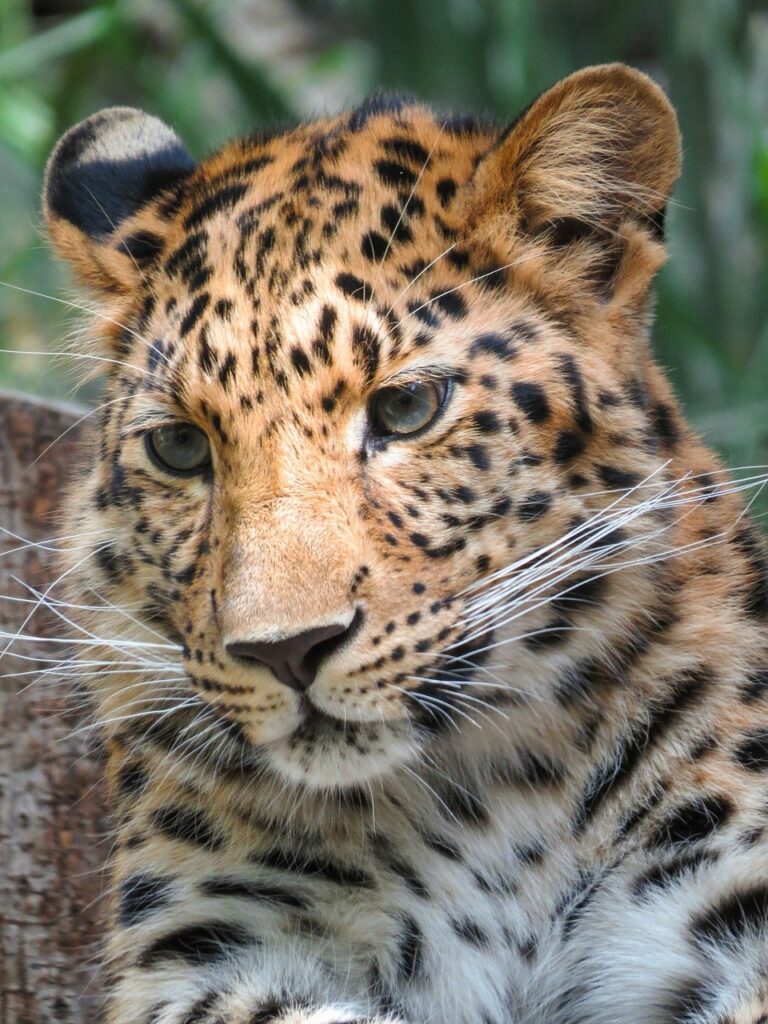 animal photography, leopard, predator-7331549.jpg